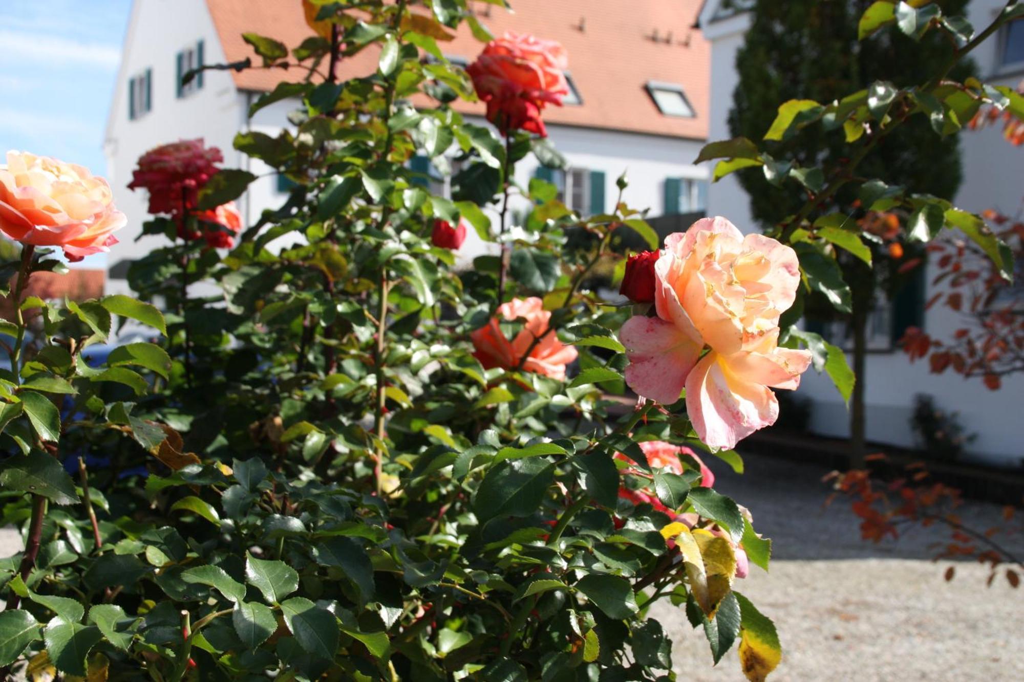 Wangerhof